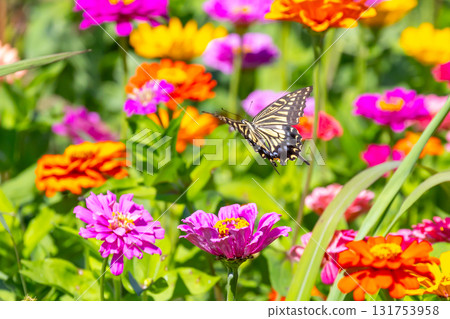 山梨縣南都留郡山中湖村山中花之都公園的色彩繽紛的百日菊和燕尾蝶 山梨縣南都留郡山中湖村山中花之都公園的色彩繽紛的百日菊和燕尾蝶 131753958