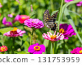 Colorful zinnias and swallowtail butterflies at Hana no Miyako Park in Yamanaka, Yamanakako Village, Minamitsuru District, Yamanashi Prefecture 131753959