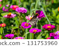 Colorful zinnias and swallowtail butterflies at Hana no Miyako Park in Yamanaka, Yamanakako Village, Minamitsuru District, Yamanashi Prefecture 131753960