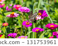 Colorful zinnias and swallowtail butterflies at Hana no Miyako Park in Yamanaka, Yamanakako Village, Minamitsuru District, Yamanashi Prefecture 131753961
