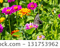Colorful zinnias and swallowtail butterflies at Hana no Miyako Park in Yamanaka, Yamanakako Village, Minamitsuru District, Yamanashi Prefecture 131753962
