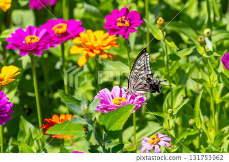 Colorful zinnias and swallowtail butterflies at Hana no Miyako Park in Yamanaka, Yamanakako Village, Minamitsuru District, Yamanashi Prefecture 131753962
