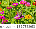 Colorful zinnias and swallowtail butterflies at Hana no Miyako Park in Yamanaka, Yamanakako Village, Minamitsuru District, Yamanashi Prefecture 131753963