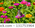 Colorful zinnias and swallowtail butterflies at Hana no Miyako Park in Yamanaka, Yamanakako Village, Minamitsuru District, Yamanashi Prefecture 131753964