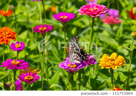 Colorful zinnias and swallowtail butterflies at Hana no Miyako Park in Yamanaka, Yamanakako Village, Minamitsuru District, Yamanashi Prefecture 131753964