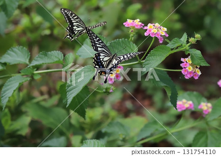 Swallowtail butterfly flying around colorful lantana flowers blooming in autumn park 131754110