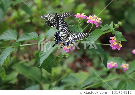 燕尾蝶在秋季公園盛開的五彩馬纓丹花周圍飛舞 131754112