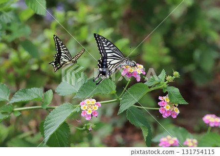 燕尾蝶在秋季公園盛開的五彩馬纓丹花周圍飛舞 131754115