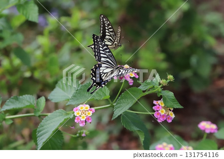 Swallowtail butterfly flying around colorful lantana flowers blooming in autumn park 131754116