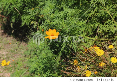 Yellow flower 131754210