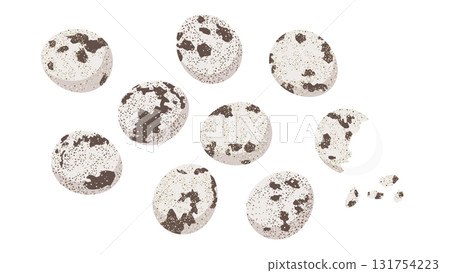 Quail egg illustration set 131754223