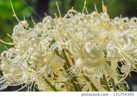 White spider lilies after the rain White spider lilies after the rain 131754309