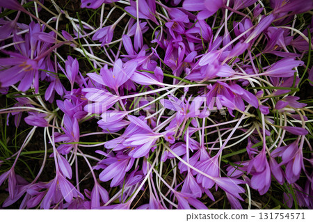 Autumn flowers. Colchicum autumnale blooms in October, top view closeup. Autumn flowers. Colchicum autumnale blooms in October, top view closeup. 131754571