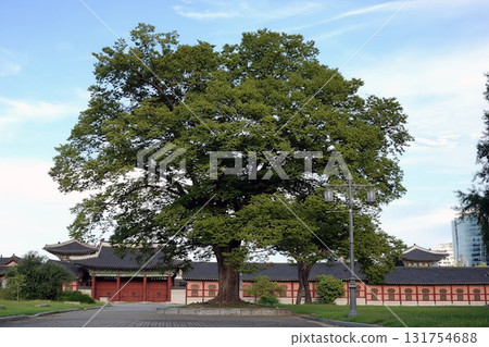 Majestic ancient tree at traditional korean palace gyeongbokgung 131754688