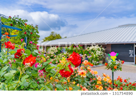 [Kumamoto Prefecture] Beautiful roses in full bloom at Eco Park Minamata Rose Garden 131754890