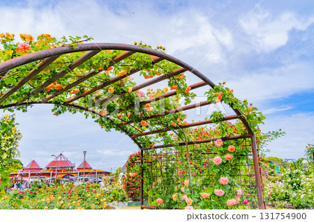 [Kumamoto Prefecture] Beautiful roses in full bloom at Eco Park Minamata Rose Garden 131754900