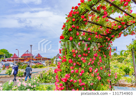 [Kumamoto Prefecture] Beautiful roses in full bloom at Eco Park Minamata Rose Garden 131754903
