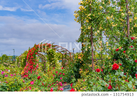 【熊本縣】水俁生態公園玫瑰園盛開的美麗玫瑰 【熊本縣】水俁生態公園玫瑰園盛開的美麗玫瑰 131754913
