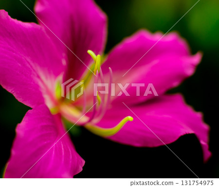 Abstract colored background close up. Macro flowers and petals Abstract colored background close up. Macro flowers and petals 131754975