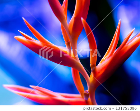 Abstract colored background close up. Macro flowers and petals 131755096