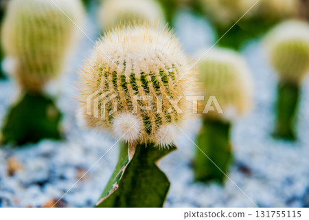 Collection beautiful prickly cacti in the greenhouse 131755115