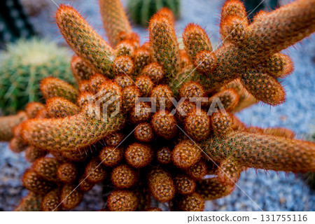 Collection beautiful prickly cacti in the greenhouse 131755116