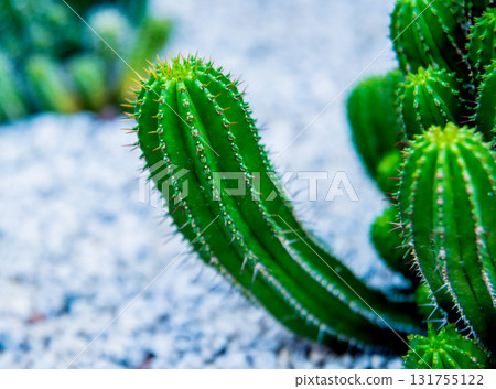Beautiful macro shots of prickly cactus. Background and textures 131755122