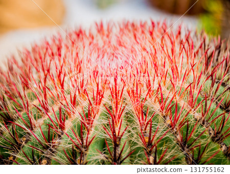 Beautiful macro shots of prickly cactus. Background and textures 131755162
