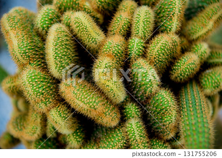 Collection beautiful prickly cacti in the greenhouse 131755206