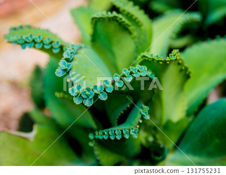 Beautiful macro shots of prickly cactus. Background and textures 131755231