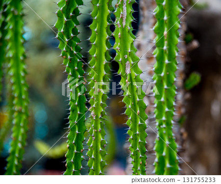 Collection beautiful prickly cacti in the greenhouse 131755233