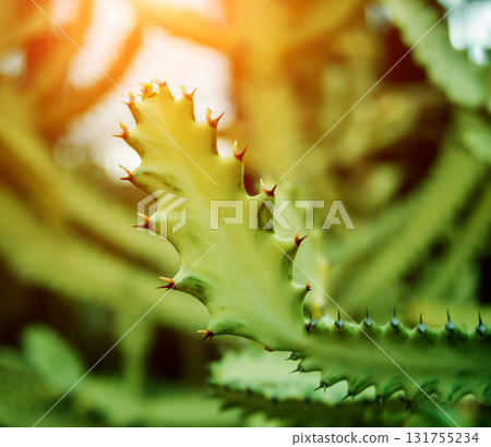 Beautiful macro shots of prickly cactus. Background and textures 131755234