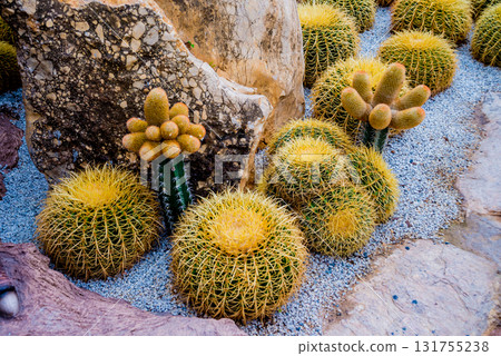 Collection beautiful prickly cacti in the greenhouse 131755238