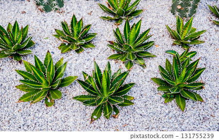 Collection beautiful prickly cacti in the greenhouse 131755239