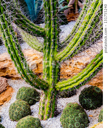 Collection beautiful prickly cacti in the greenhouse 131755240