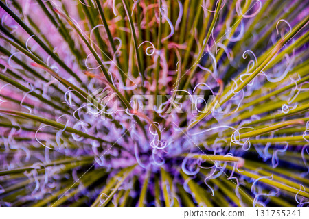 Beautiful macro shots of prickly cactus. Background and textures 131755241