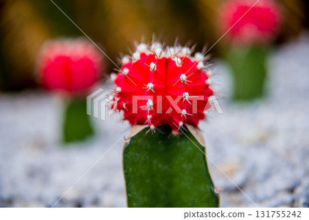 Beautiful macro shots of prickly cactus. Background and textures Beautiful macro shots of prickly cactus. Background and textures 131755242