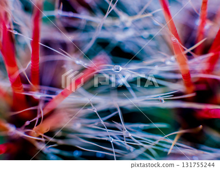 Beautiful macro shots of prickly cactus. Background and textures 131755244