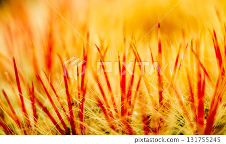 Beautiful macro shots of prickly cactus. Background and textures Beautiful macro shots of prickly cactus. Background and textures 131755245