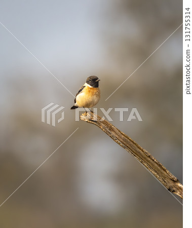 Siberian stonechat or Asian stonechat or Saxicola maurus bird closeup at manila uttarakhand india asia Siberian stonechat or Asian stonechat or Saxicola maurus bird closeup at manila uttarakhand india asia 131755314