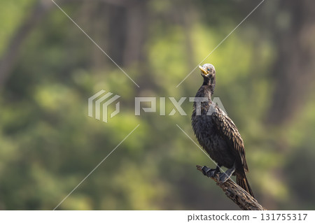 wild indian cormorant or Indian shag or Phalacrocorax fuscicollis at keoladeo national park bharatpur sanctuary rajasthan india Non breeding bird portrait with blue iris in natural green background 131755317
