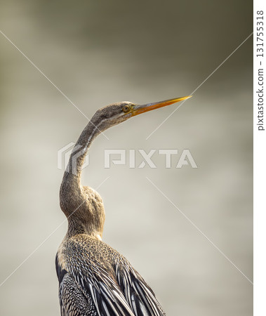 Oriental darter or Indian darter or Anhinga melanogaster at keoladeo national park bharatpur bird sanctuary forest rajasthan india asia bird fine art close up or portrait in winter season safari 131755318