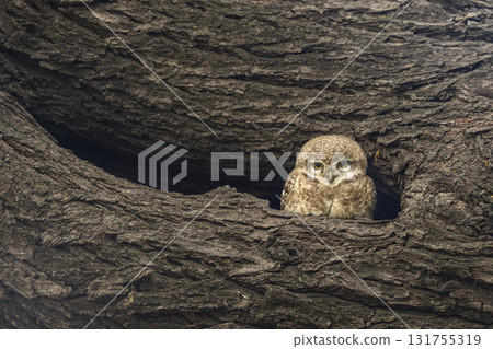 spotted owlet or Athene brama at keoladeo ghana national park or bharatpur bird sanctuary forest reserve rajasthan india asia bird in his nest with eye contact in winter season safari 131755319
