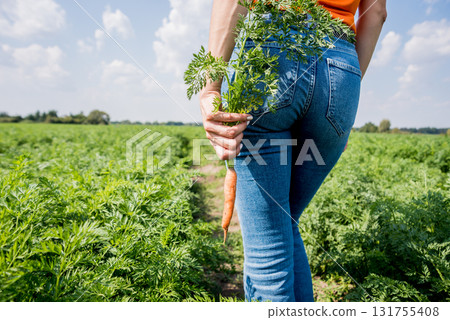 Growing organic carrots. Carrots in the hands of a farmer. Growing organic carrots. Carrots in the hands of a farmer. 131755408