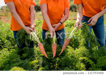 Growing organic carrots. Carrots in the hands a group of farmers. Growing organic carrots. Carrots in the hands a group of farmers. 131755409