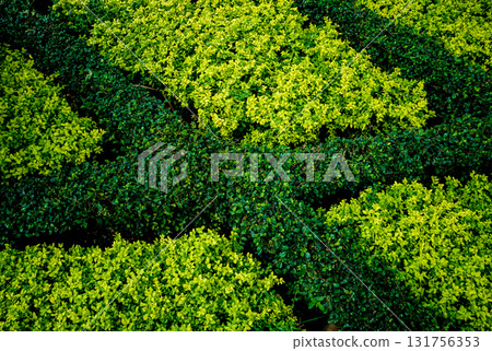 Luxury landscape design of the tropical garden.  131756353