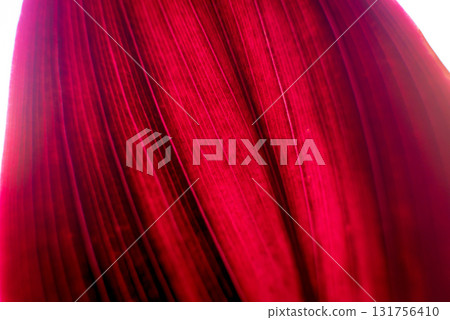 Abstract colored background close up. Macro flowers and petals 131756410