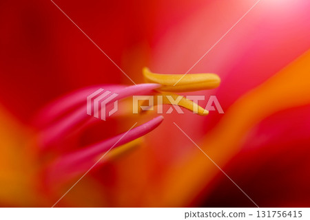 Abstract colored background close up. Macro flowers and petals 131756415