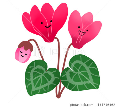 Beautiful pink cyclamen flowers 131756462