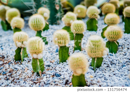 Collection beautiful prickly cacti in the greenhouse Collection beautiful prickly cacti in the greenhouse 131756474